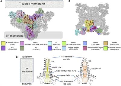 Molecular Changes in the Cardiac RyR2 With Catecholaminergic Polymorphic Ventricular Tachycardia (CPVT)